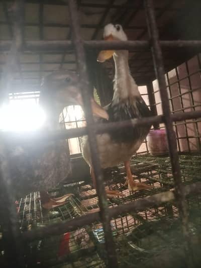Duck pair for sale