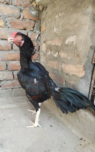 Aseel murga
