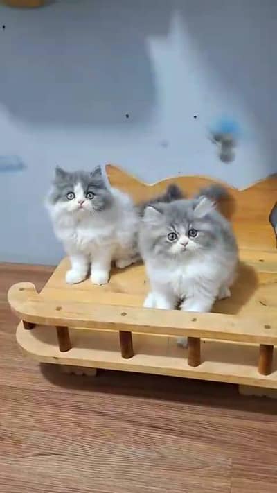 beautiful Persian female kitten for sale 0326=2112=257 my WhatsApp