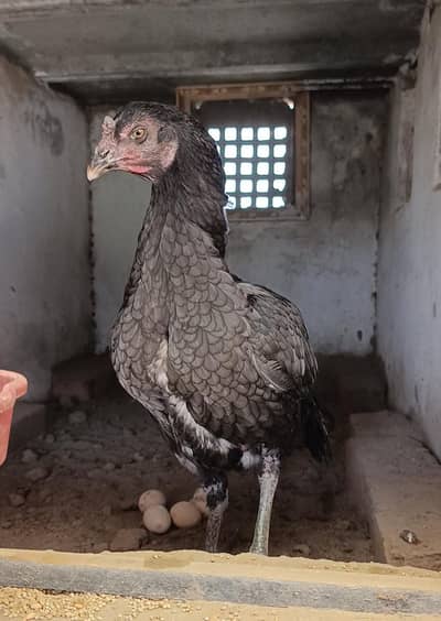 aseel hens for sale