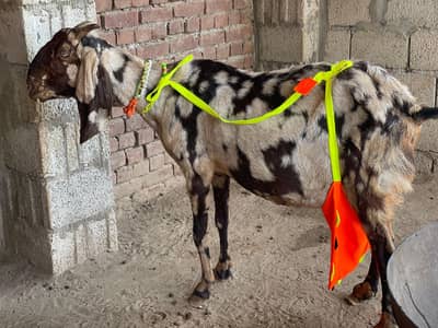 Ma Sha Allah bhut khoob surat bakri  ha for sale locatio 03144317210