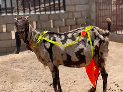 Ma Sha Allah bhut khoob surat bakri  ha for sale locatio 03144317210