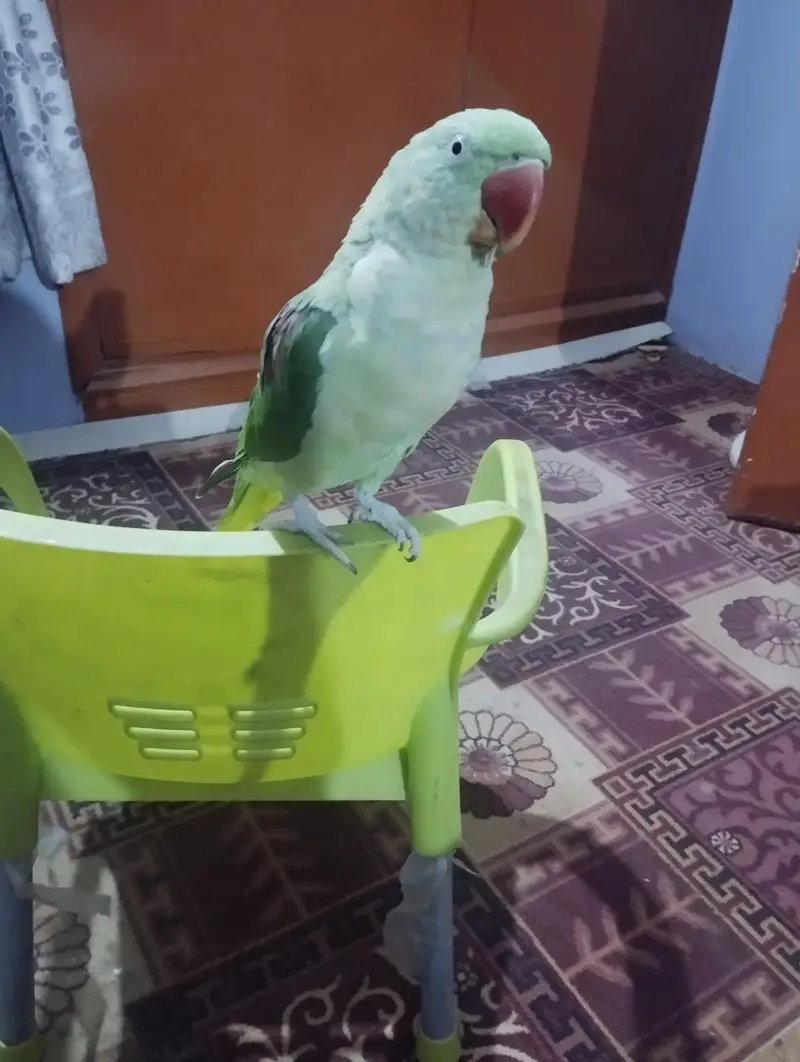 Adult Female 2 years Hand tame 0 bite
