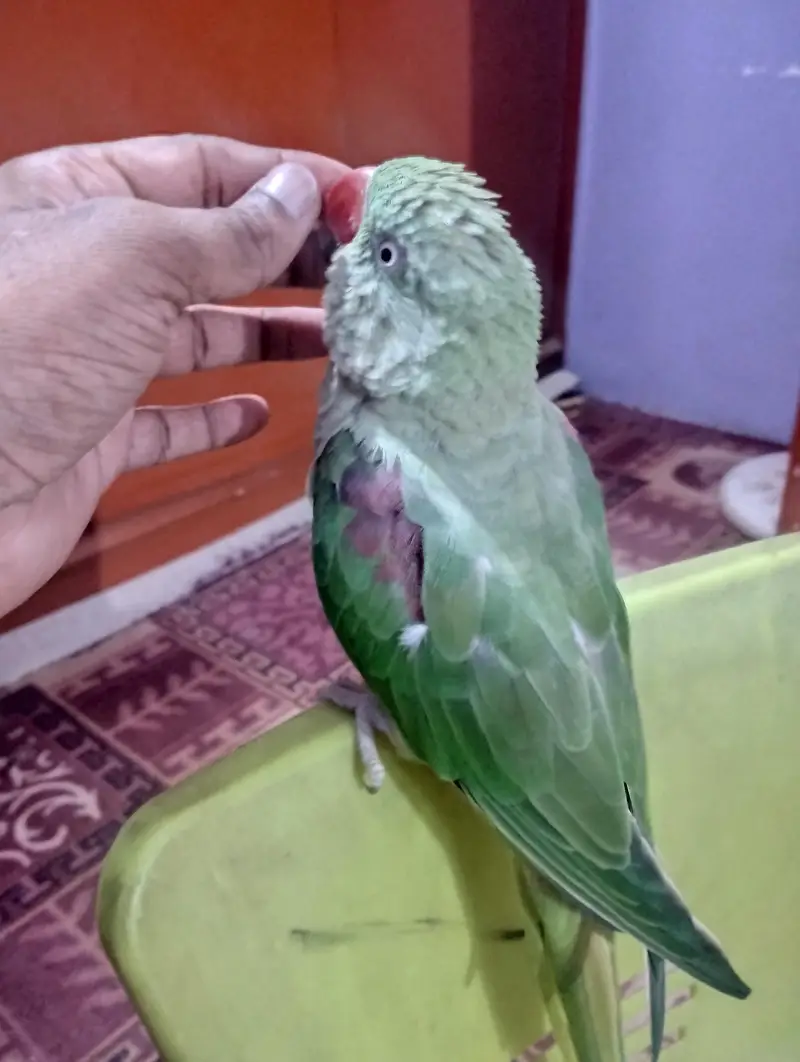 Adult Female 2 years Hand tame 0 bite — photo 2
