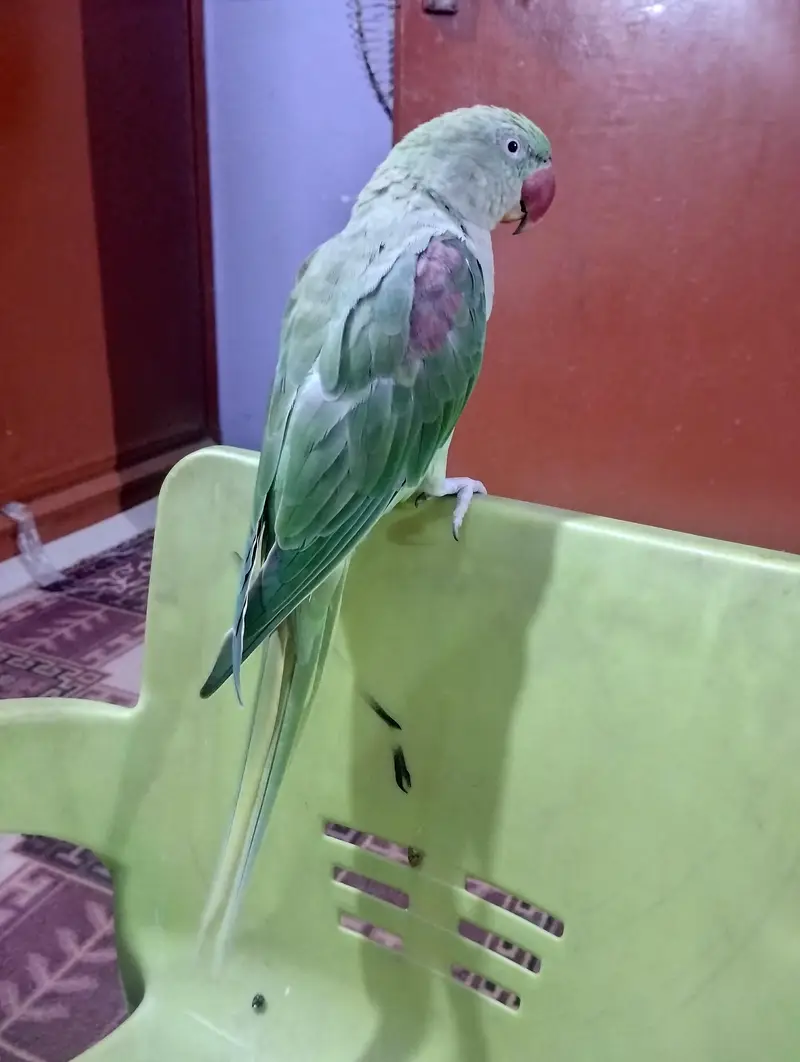 Adult Female 2 years Hand tame 0 bite — photo 3