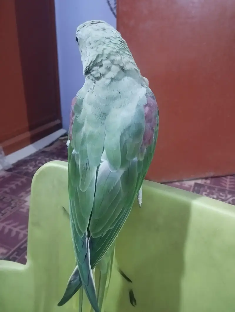 Adult Female 2 years Hand tame 0 bite — photo 5