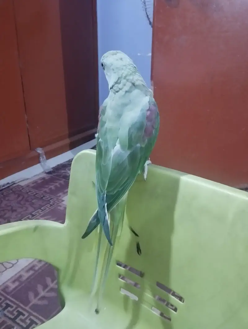 Adult Female 2 years Hand tame 0 bite — photo 6