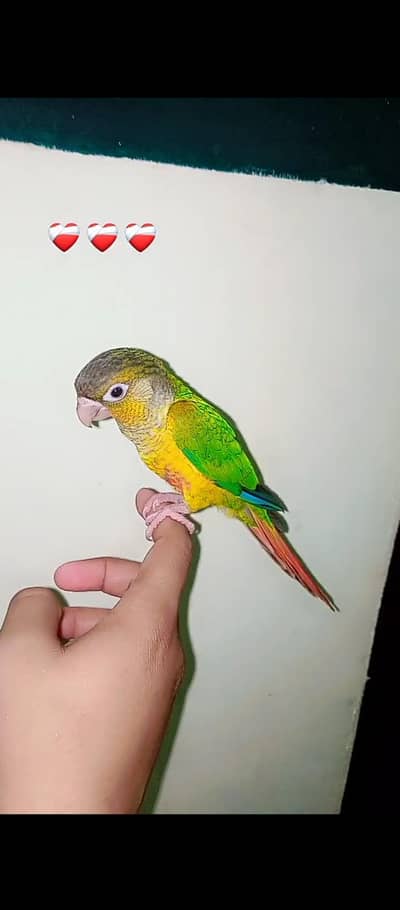 breeder parrot available ha