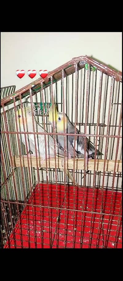 breeder parrot available ha