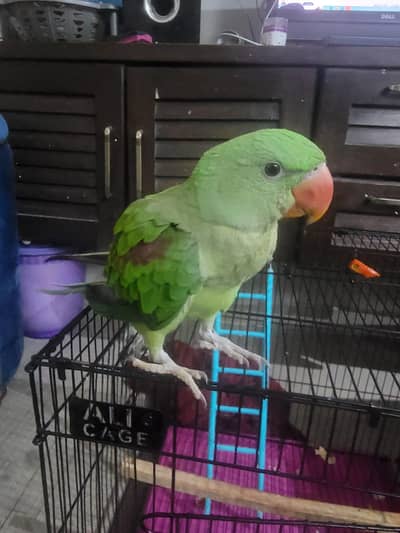 baby raw parrot