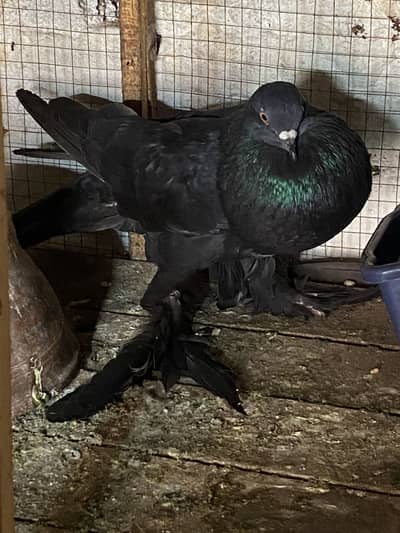 BLACK POM GUBARA PAIR Ready to breed pair 03115733578