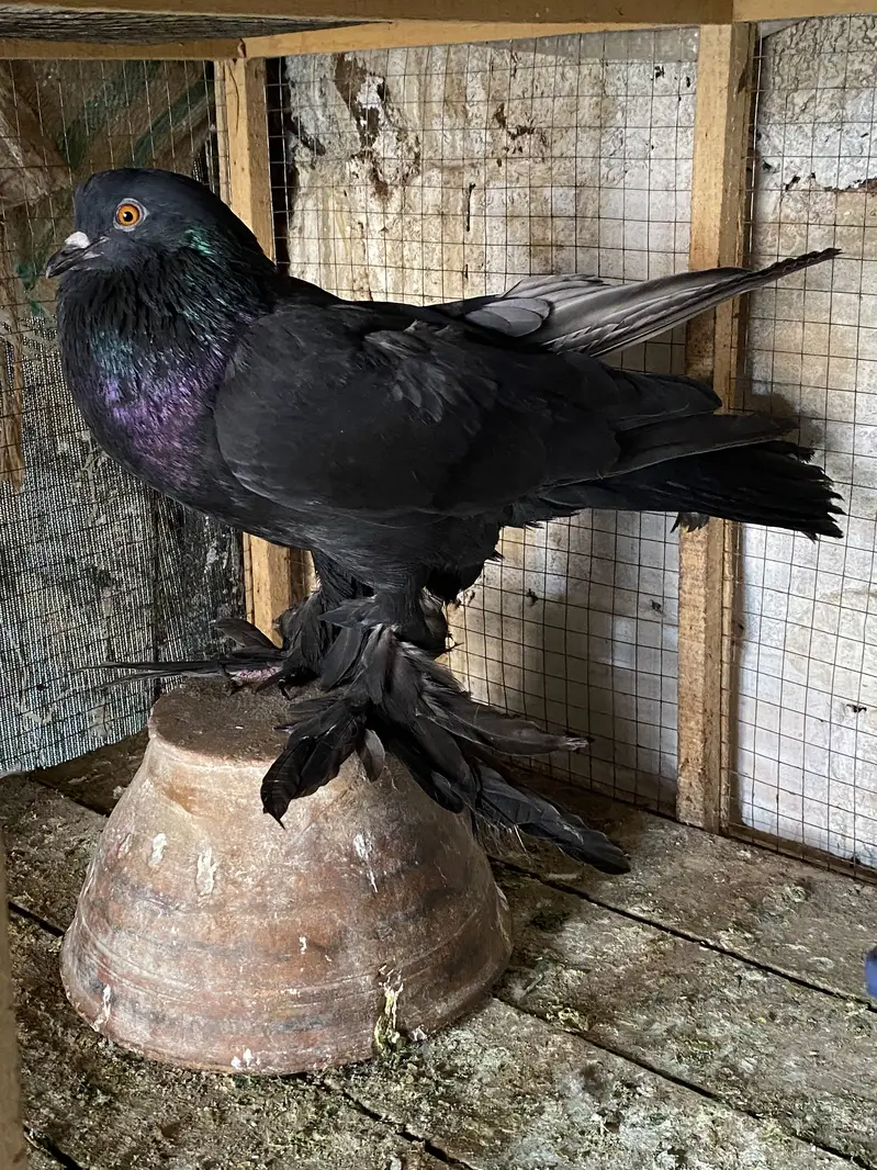 BLACK POM GUBARA PAIR Ready to breed pair 03115733578 — photo 2