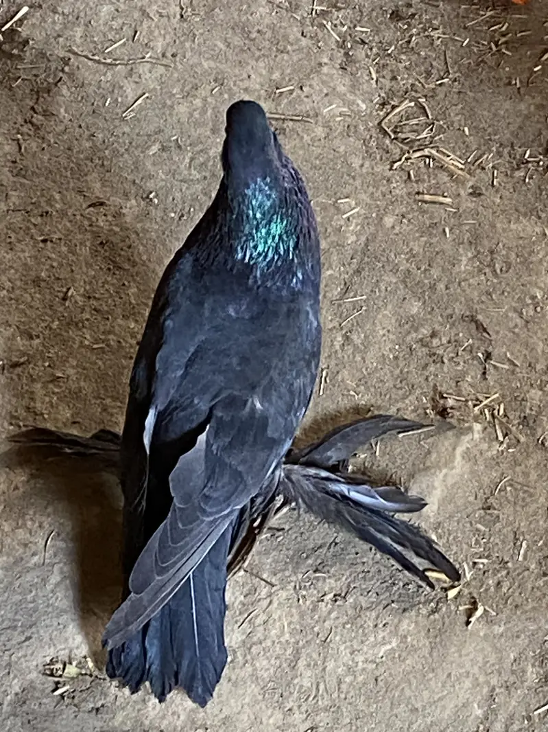 BLACK POM GUBARA PAIR Ready to breed pair 03115733578 — photo 3