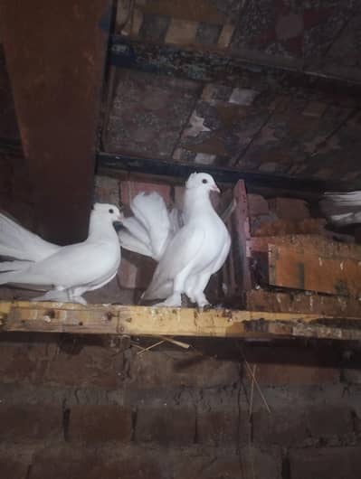 Two Male for sale White laka full breder
