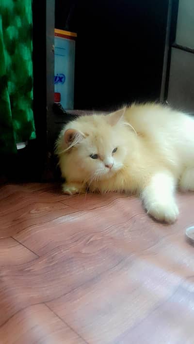 healthy female persain cat for sell