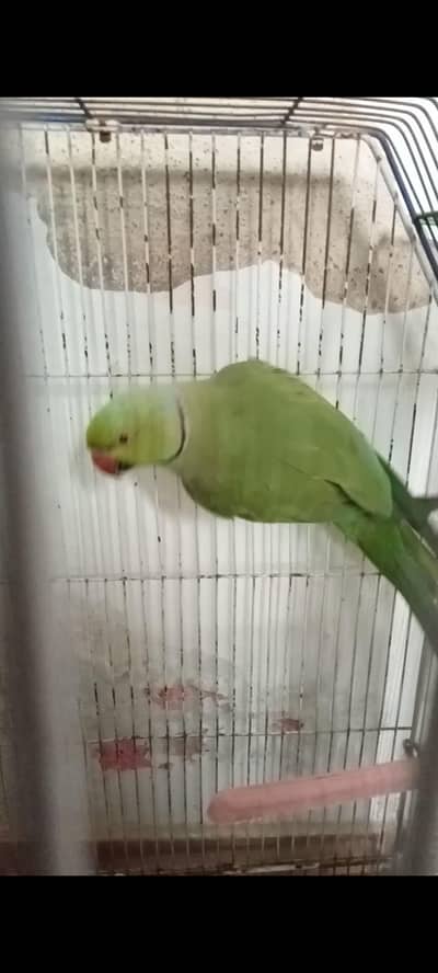 ringneck parrot