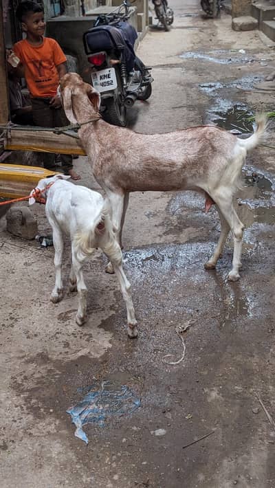 taddy tarpri bakri or path
