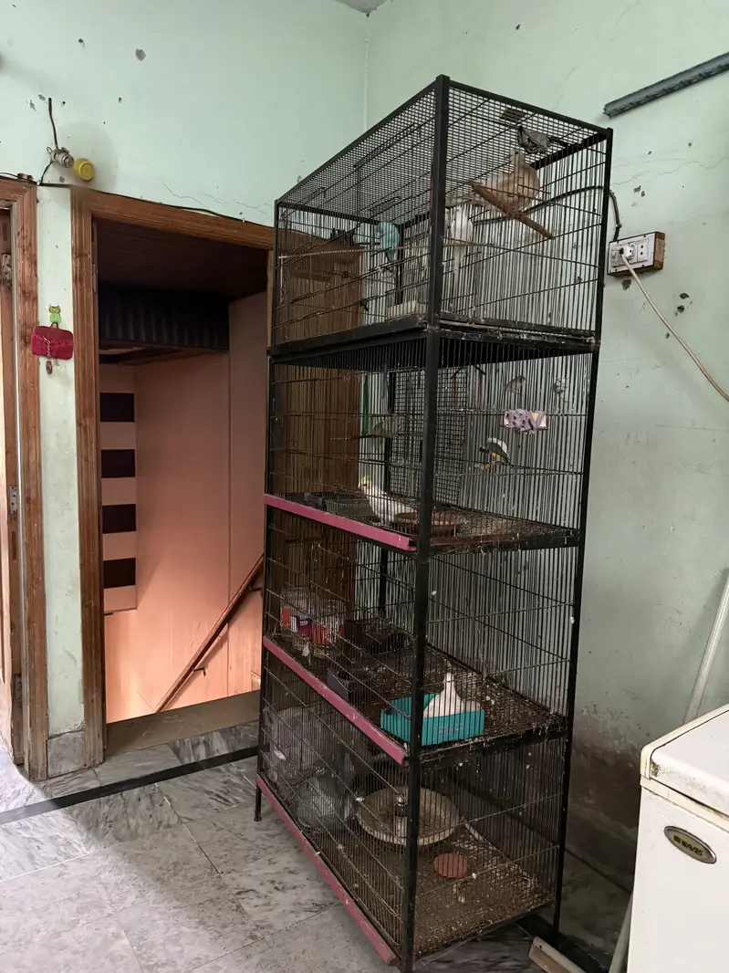 8 portion Iron Cage