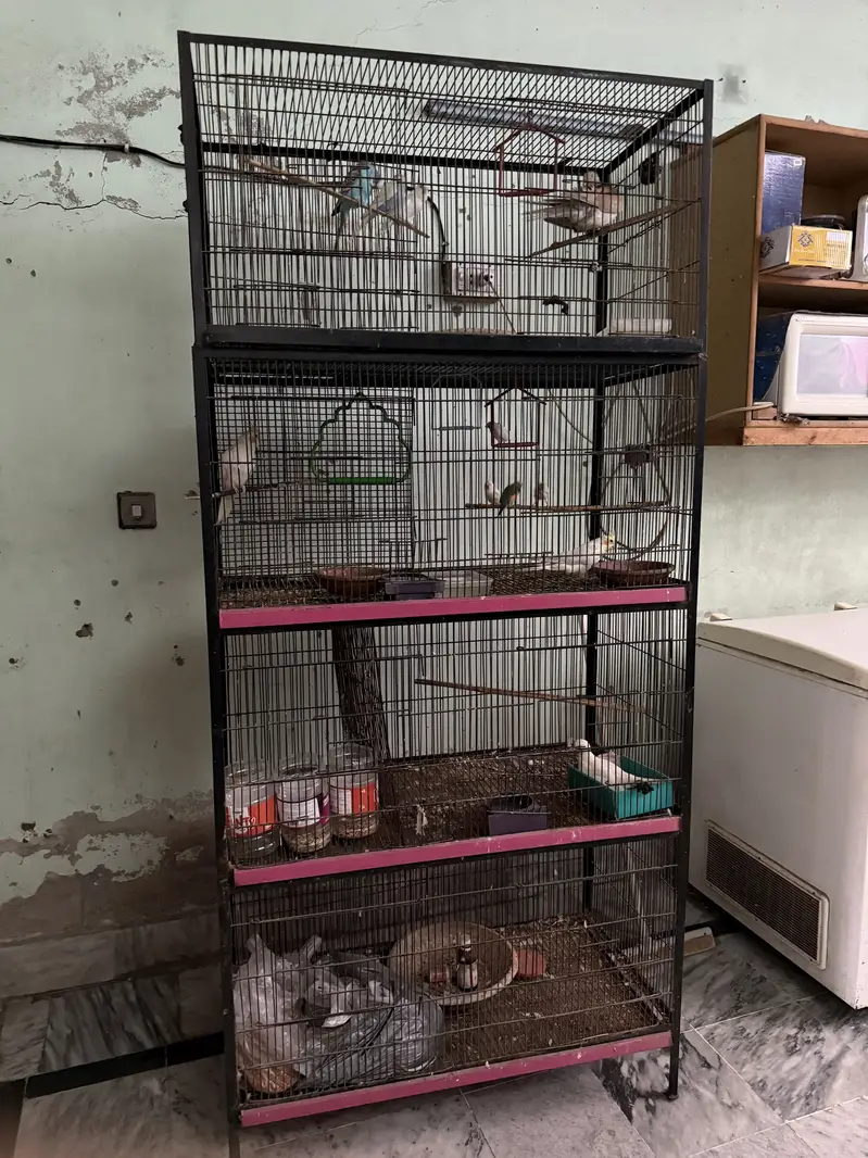 8 portion Iron Cage — photo 2