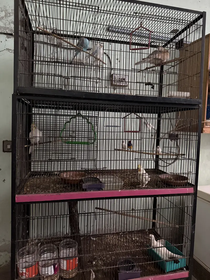 8 portion Iron Cage — photo 3