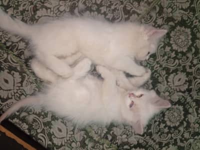 kitten for sale.