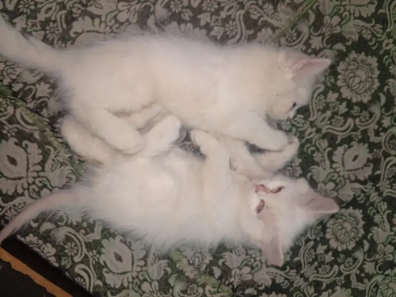 kitten for sale.