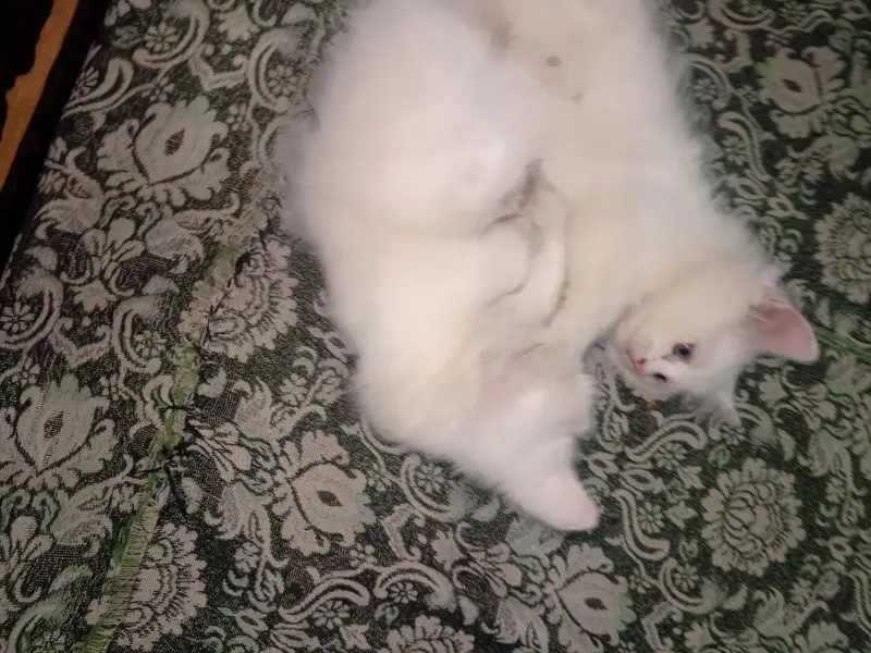 kitten for sale. — photo 2