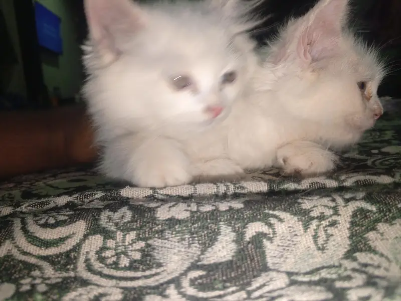 kitten for sale. — photo 3