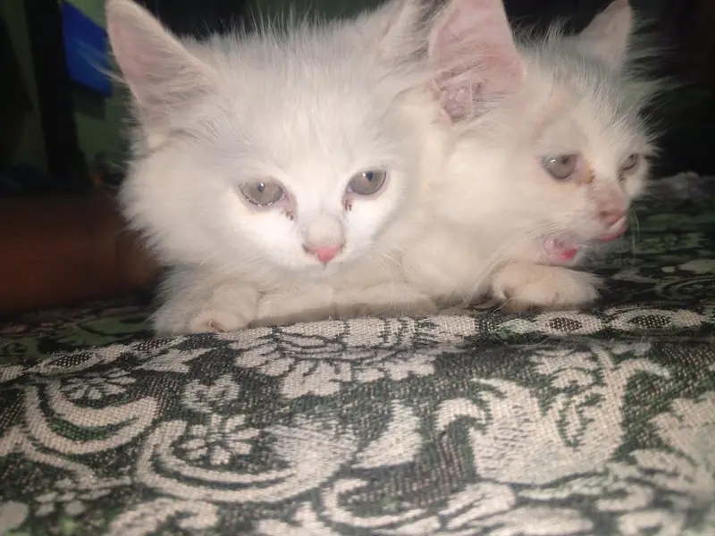 kitten for sale. — photo 4
