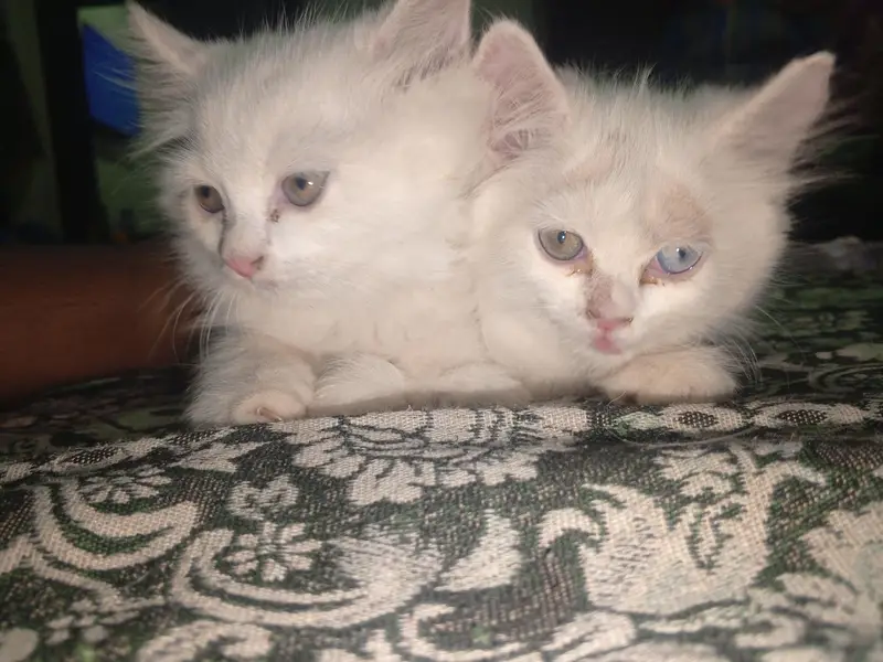 kitten for sale. — photo 5