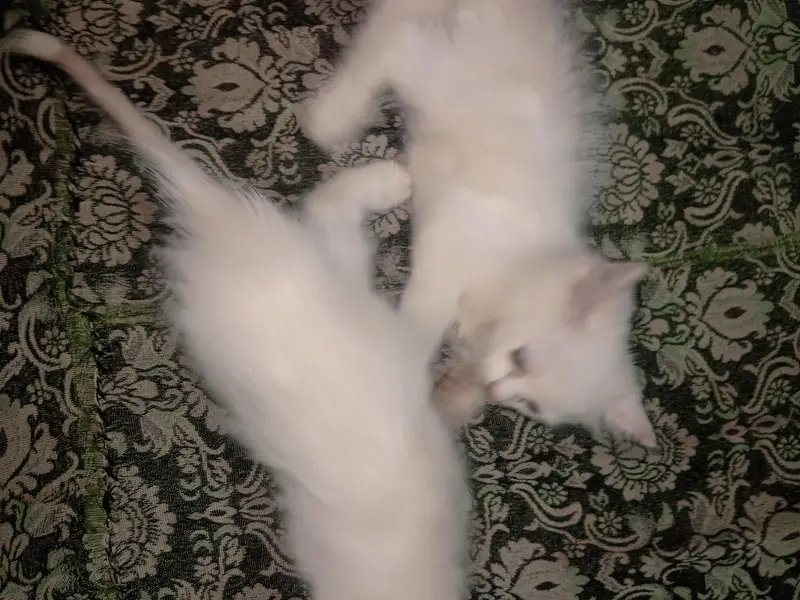 kitten for sale. — photo 6