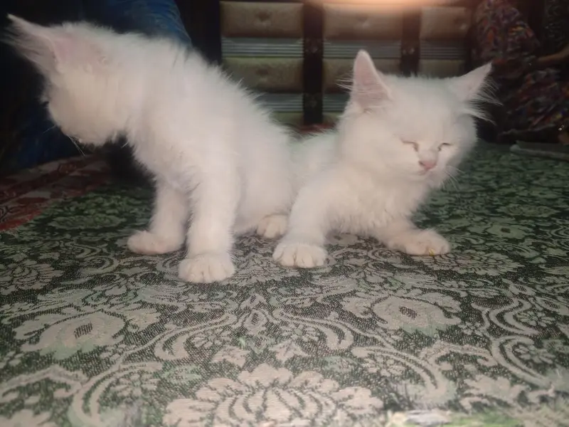 kitten for sale. — photo 7