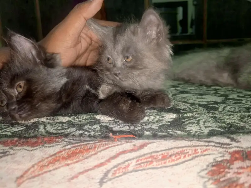 kitten for sale. — photo 9