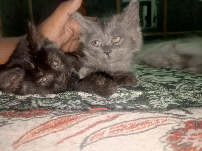 kitten for sale. — photo 10