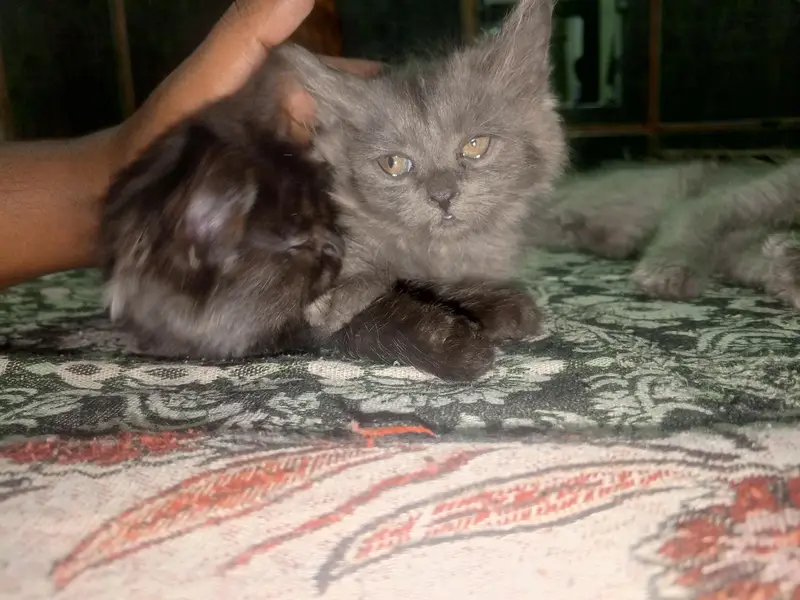 kitten for sale. — photo 11