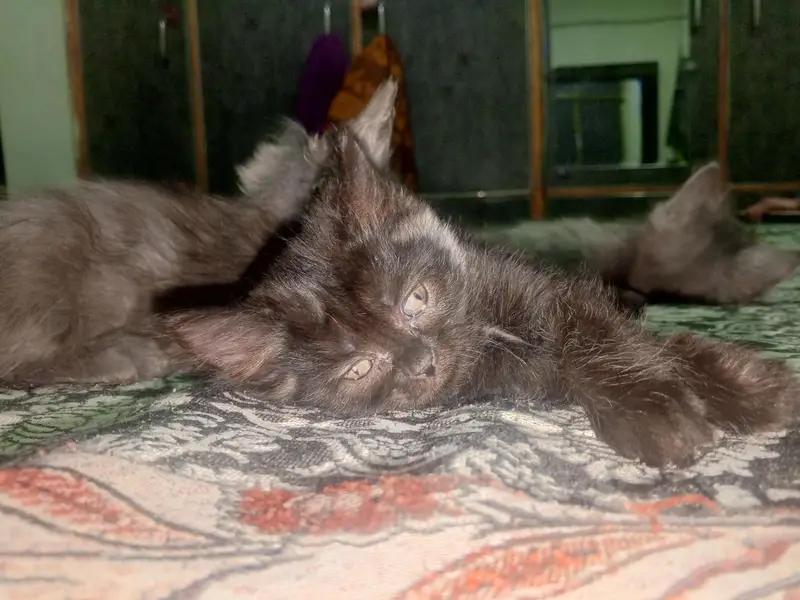kitten for sale. — photo 12