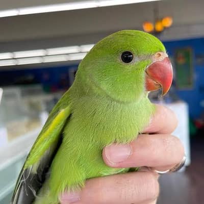 bolny waly green parrots chicks