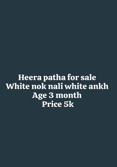 PAPER WHITE HEERA PATHA FOR SALE