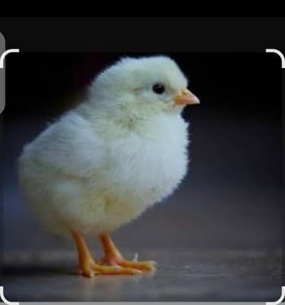 golden misri chick's ready for sale