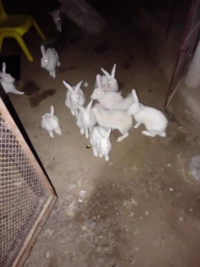 rabbits for sale