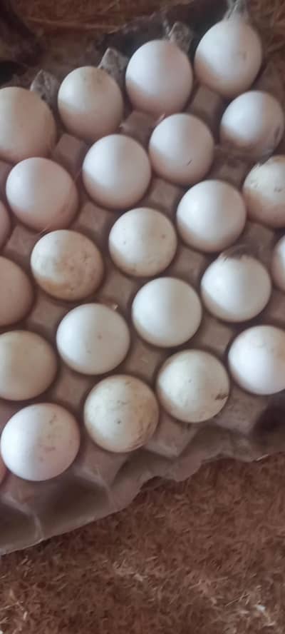 Ducks eggs For sale
