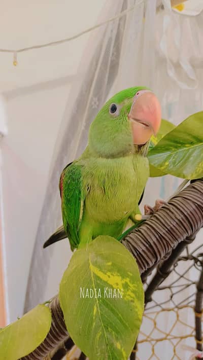 kashmiri Pagari  Green Parrot for sale