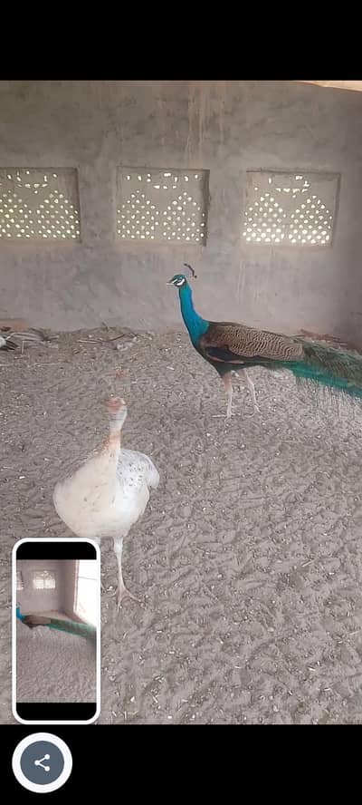 peacock breeder pair