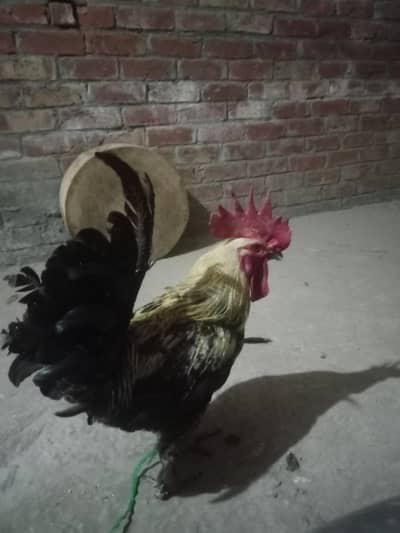 male cock / male rooster/ desi murga  دیسی مرغا / دیسی مرغی