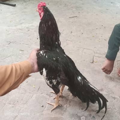 aseel for sale