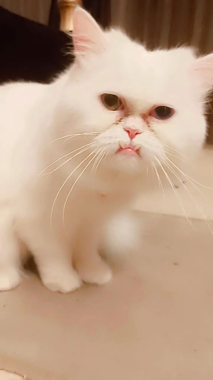 for mating male cat