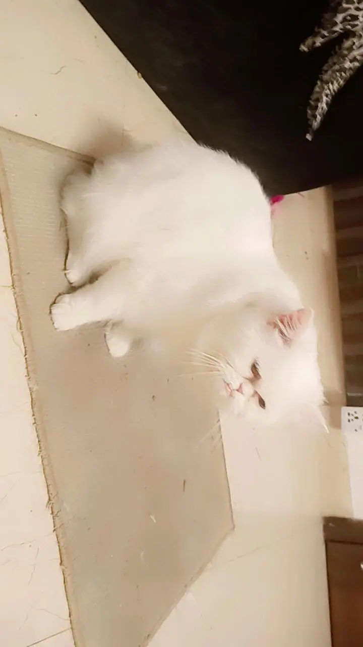 for mating male cat — photo 2