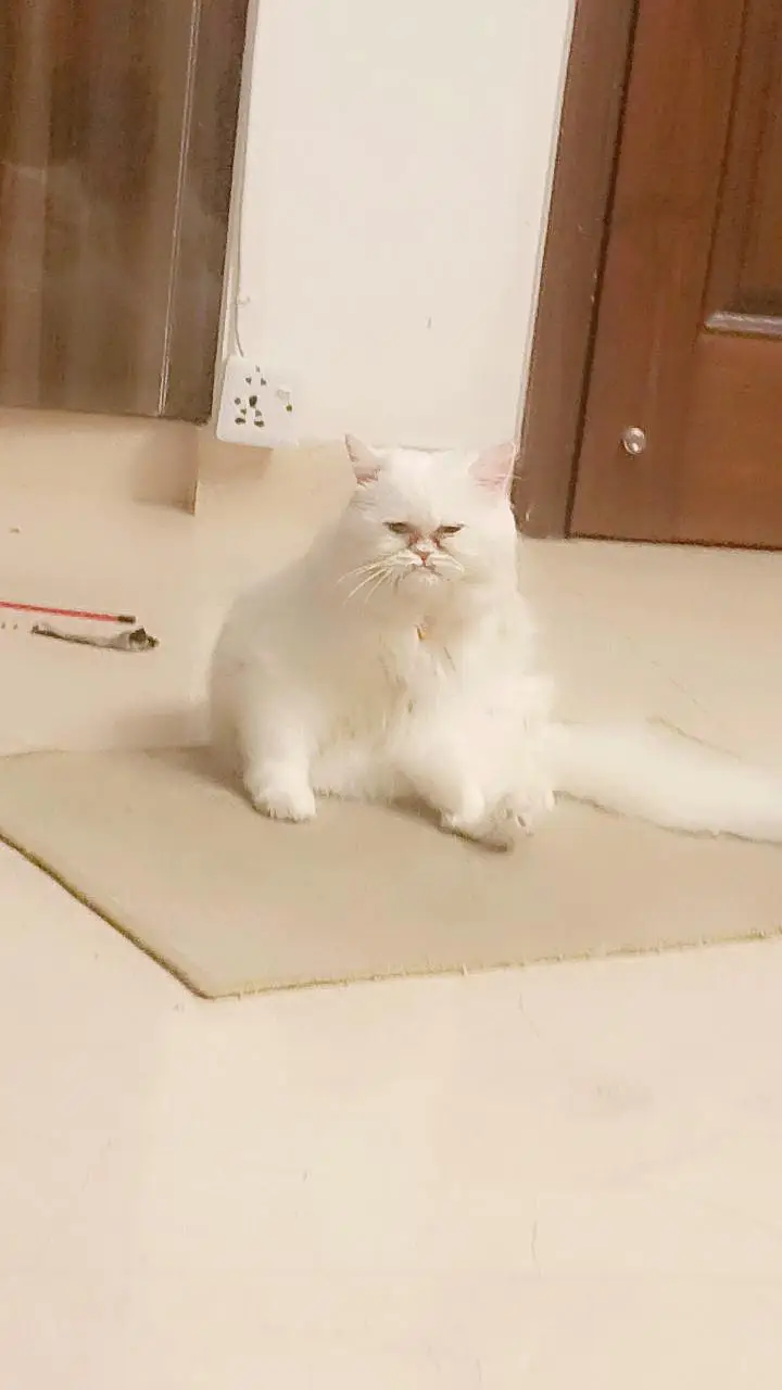 for mating male cat — photo 3