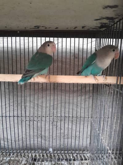 lovebirds pair