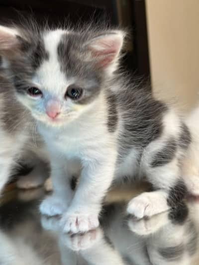 Persian kitten
